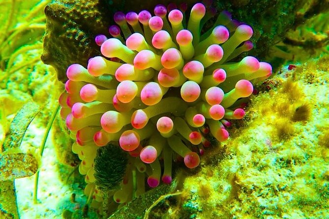 Snorkeling adventure at Puerto Morelos Reef National Park - Why the small group matters