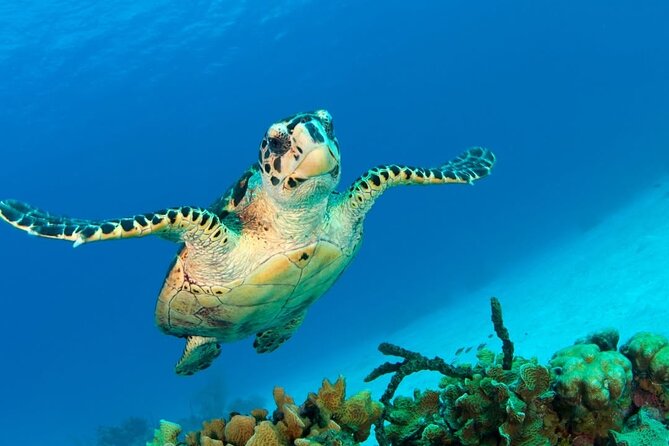Snorkeling adventure at Puerto Morelos Reef National Park - The real cost: $39.50 plus the dock tax