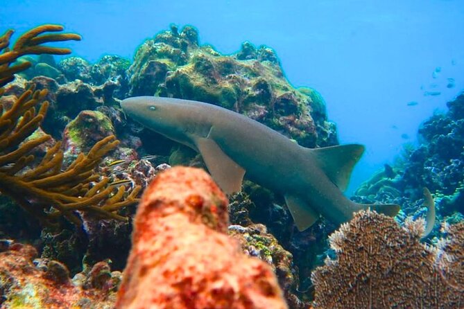 Snorkeling adventure at Puerto Morelos Reef National Park - Getting there from Cancun and Puerto Morelos