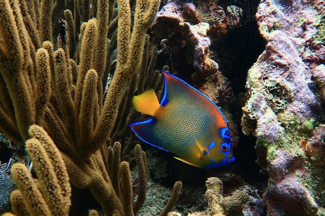 Snorkeling adventure at Puerto Morelos Reef National Park - Crew, safety, and communication