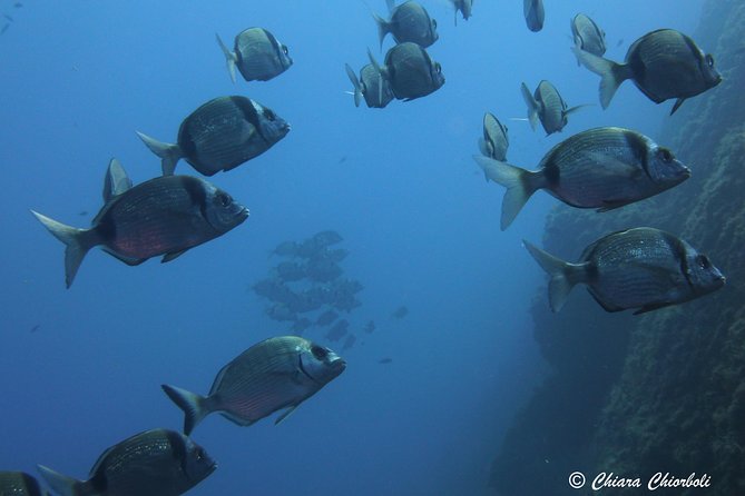 Snorkeling in the Marine Protected Area of Capo Carbonara - Four hours in Capo Carbonara’s protected waters