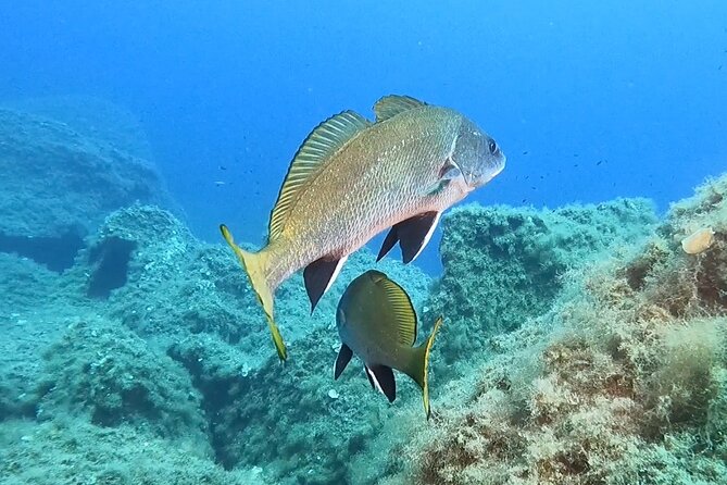 Snorkeling in the Marine Protected Area of Capo Carbonara - A guide-led experience with room for questions
