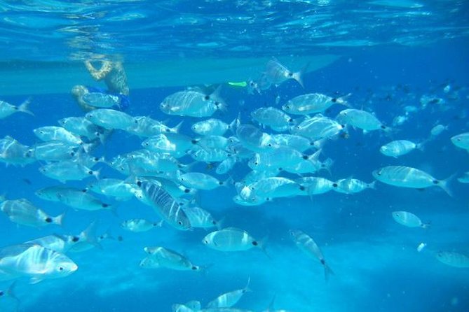 Snorkeling marine protected area Tavolara - A four-hour route through Tavolara’s protected waters