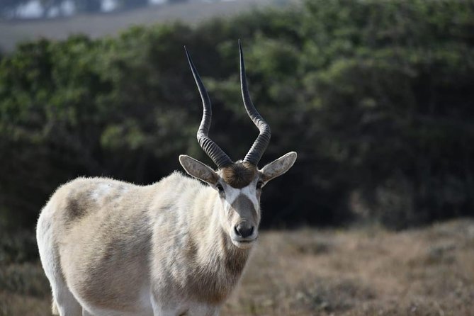 Souss Massa National Park Excursion – Wildlife & Safari Tour - Key Points Before You Book