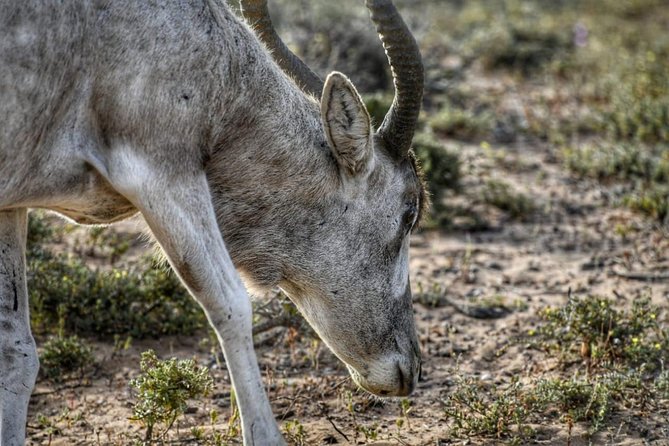 Souss Massa National Park Excursion – Wildlife & Safari Tour - Leaving Agadir for Souss Massa