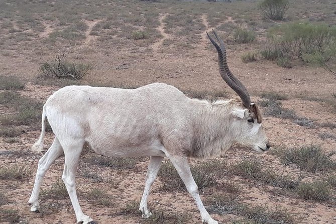 Souss Massa National Park Excursion – Wildlife & Safari Tour - The Animals You Are Most Likely to Search For