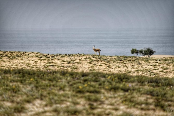Souss Massa National Park Excursion – Wildlife & Safari Tour - What the Scenery Adds
