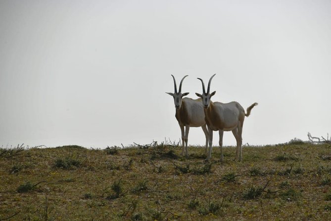 Souss Massa National Park Excursion – Wildlife & Safari Tour - Why the Small Group Matters