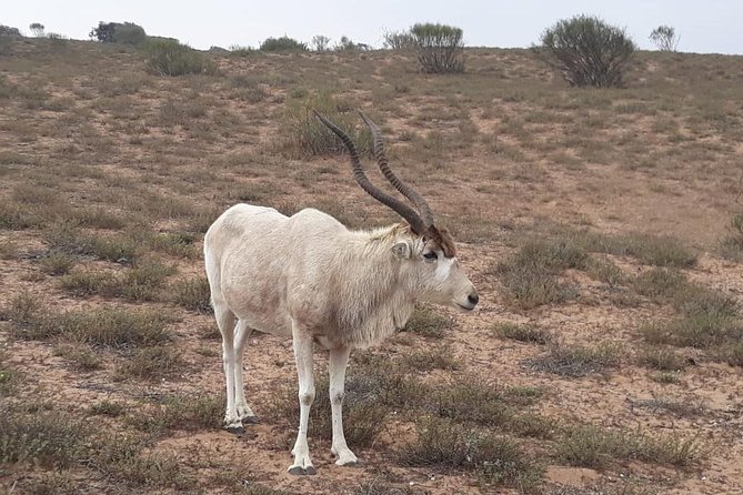 Souss Massa National Park Excursion – Wildlife & Safari Tour - What Is Included and What You Need to Plan
