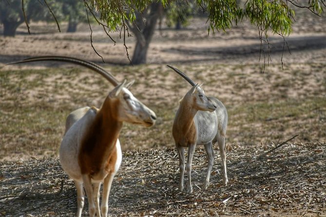 Souss Massa National Park Excursion – Wildlife & Safari Tour - How the Timing Works