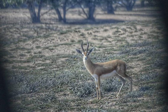 Souss Massa National Park Excursion – Wildlife & Safari Tour - Price, Value, and the Wildlife Gamble