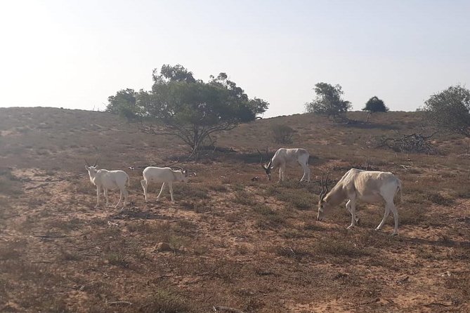 Souss Massa National Park Excursion – Wildlife & Safari Tour - Four Hours Inside the National Park