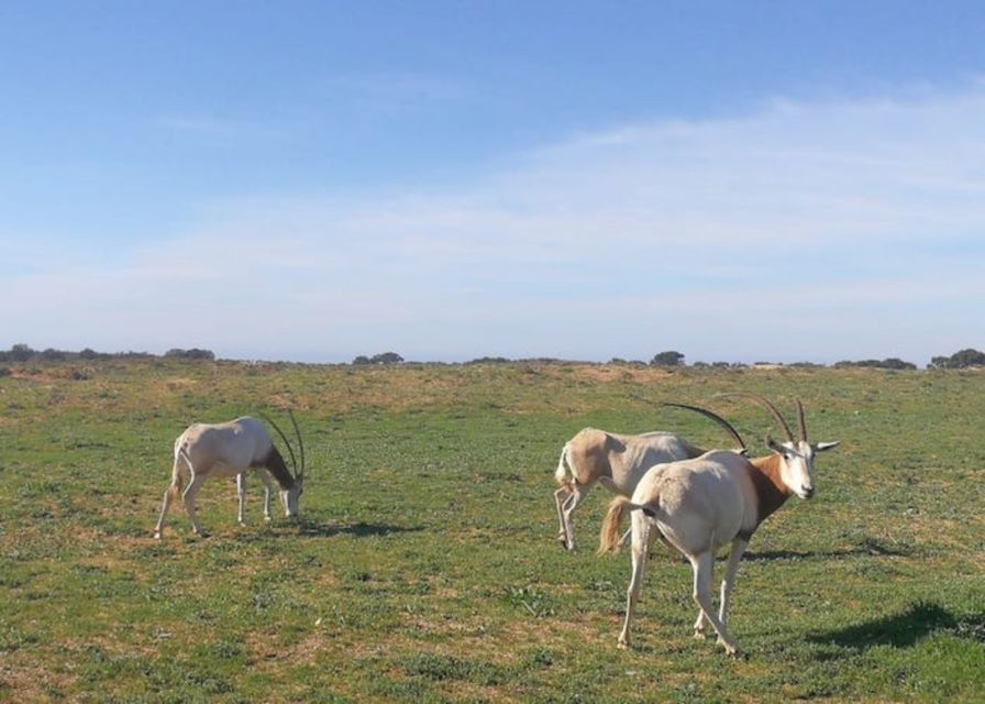 Souss-Massa National Park: Full Day Jeep Tour with Lunch - Why Souss-Massa works as a full-day outing from Agadir
