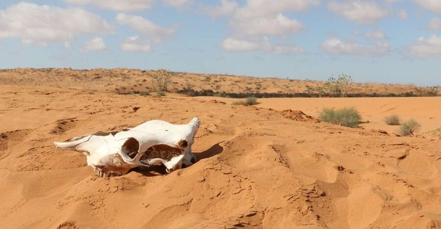 Souss-Massa National Park: Full Day Jeep Tour with Lunch - Wildlife viewing and the park museum
