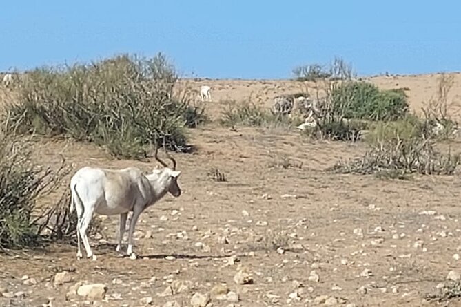 Souss Massa National Park Half Day Trip from Agadir - Why this half-day trip is worth your time