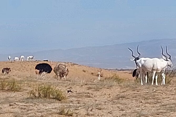 Souss Massa National Park Half Day Trip from Agadir - What the wildlife viewing feels like