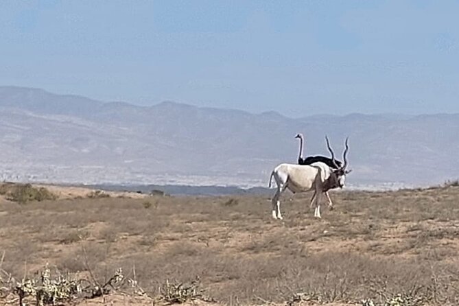 Souss Massa National Park Half Day Trip from Agadir - Tifnit brings the tour to the Atlantic