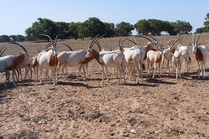 Souss Massa National Park Half Day Trip from Agadir - Guides can shape the whole morning