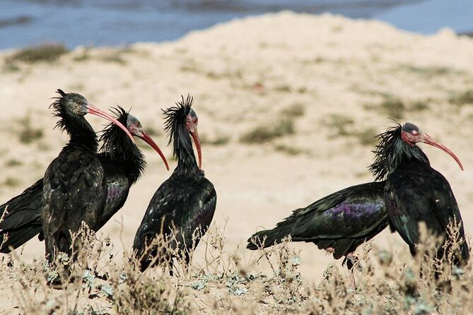 Souss Massa National Park Half Day Trip from Agadir - Comfort, timing, and practical details