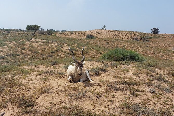 Souss Massa National Park Half Day Trip from Agadir - Who should book this Souss Massa outing