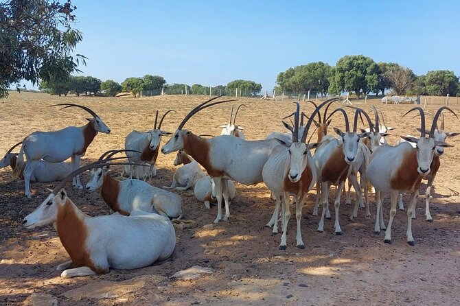 Souss Massa National Park Half Day Trip from Agadir - The 30-kilometer 4x4 safari inside Souss Massa