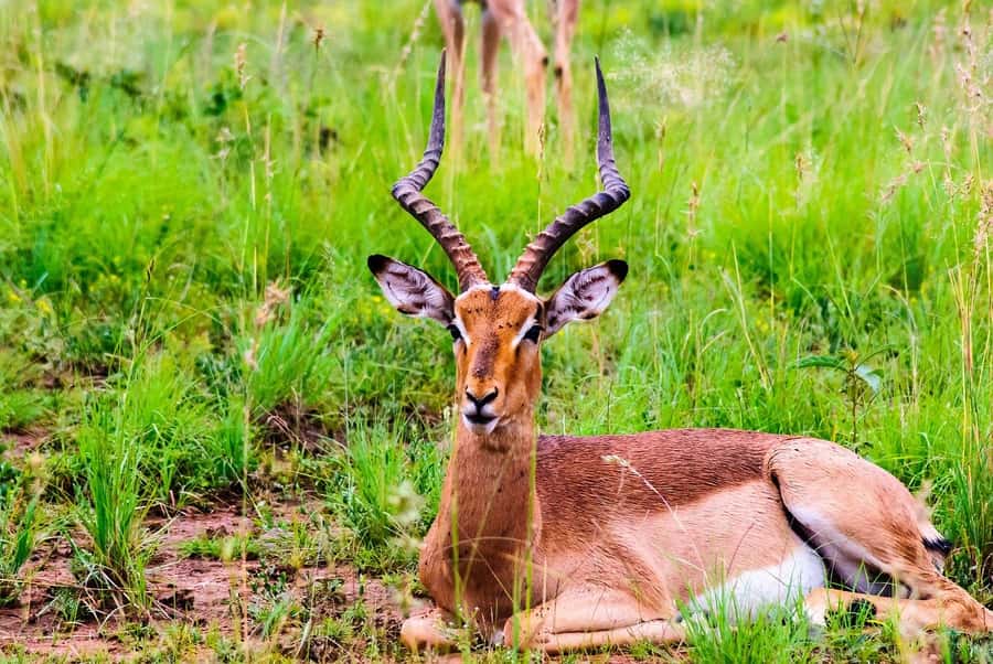South Africa Joburg: Pilanesberg National Park Day Tour - Key points to know before booking