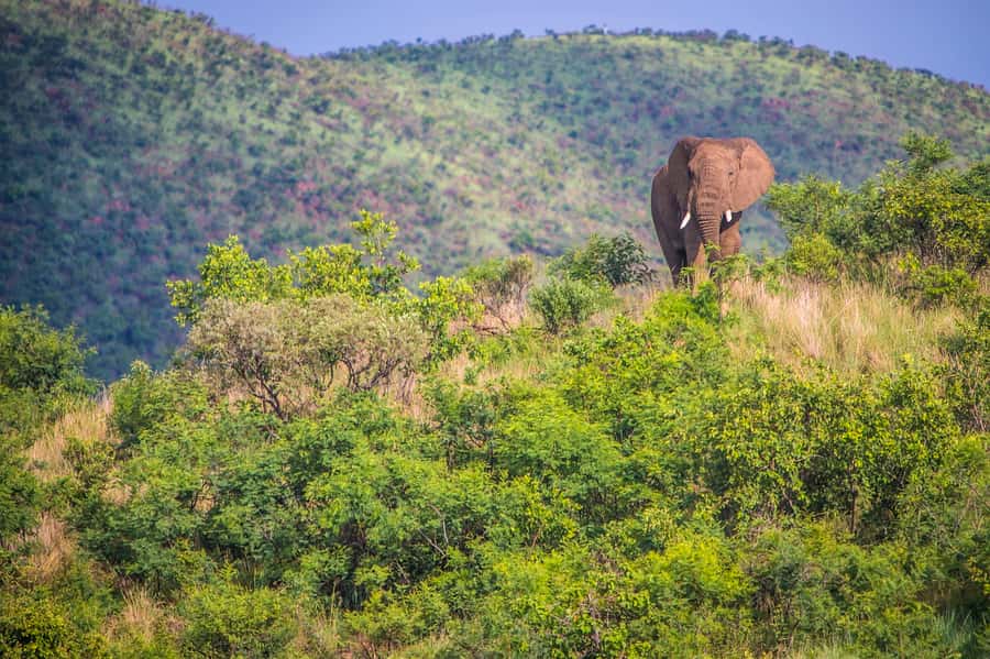 South Africa Joburg: Pilanesberg National Park Day Tour - Why Pilanesberg works as a Johannesburg safari
