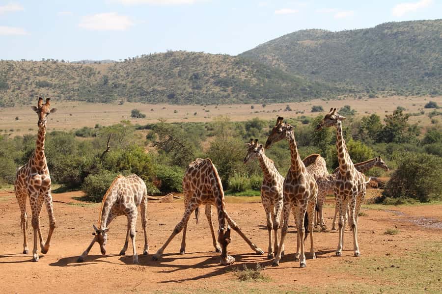 South Africa Joburg: Pilanesberg National Park Day Tour - Morning game drive: 2.5 hours inside the crater