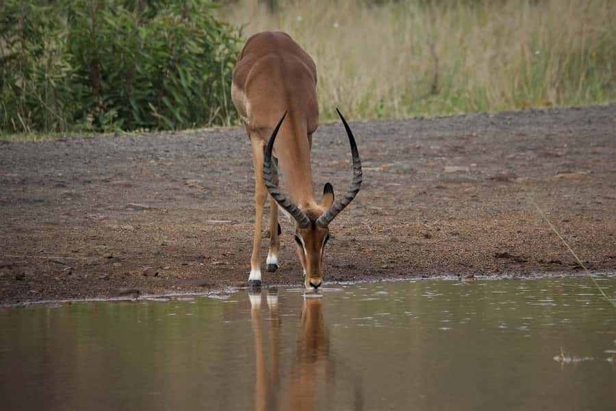 South Africa Joburg: Pilanesberg National Park Day Tour - Returning to Johannesburg after a long but simple day