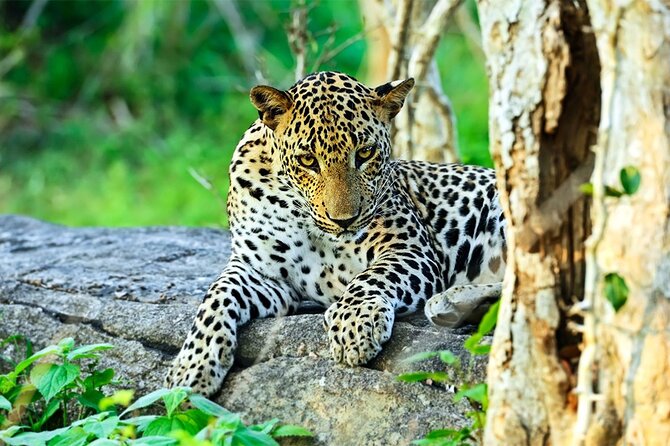 Special leopards safari Yala National park - 04.30 am to 11.30 am - Why this Yala safari is built around leopards