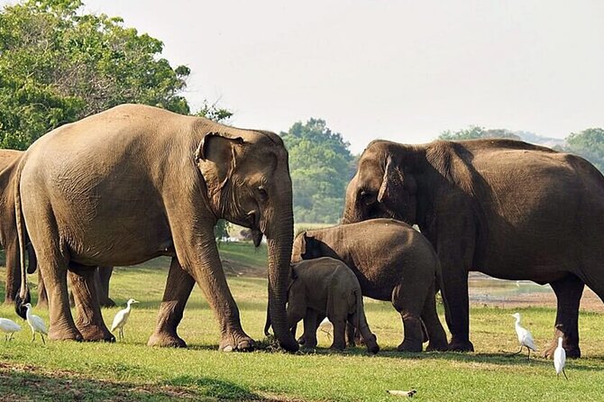 Special leopards safari Yala National park - 04.30 am to 11.30 am - Leopard sightings and realistic expectations