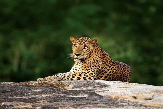 Special leopards safari Yala National park - 04.30 am to 11.30 am - Breakfast, water, and the practical comforts