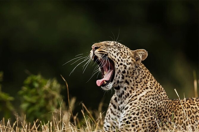 Special leopards safari Yala National park - 04.30 am to 11.30 am - Is the $36.24 price good value?