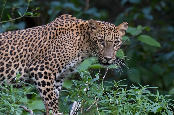 Special leopards safari Yala National park - 04.30 am to 11.30 am - Small group benefits and possible drawbacks