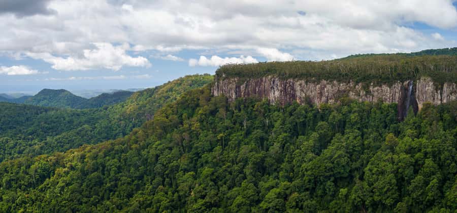 Spring Brook National Park Driving Tour with an APP - A self-guided road through Springbrook’s old forests