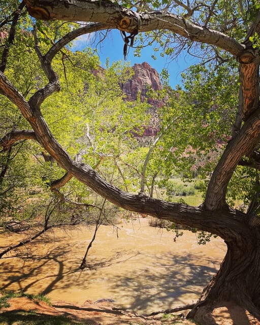 Springdale: Guided eBike Tour in Zion National Park - Small group benefits, and one group-size caution