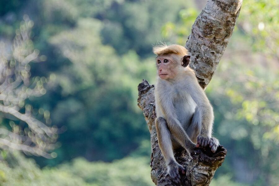 Sri Lanka: 2-Day wildlife tour; rainforest and National park - Should you book the two-day wildlife and tea tour?