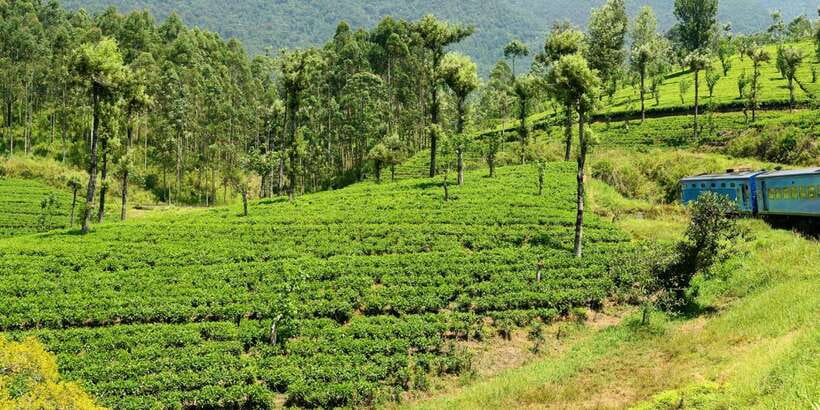 Sri Lanka: 2-Day wildlife tour; rainforest and National park - Three Sri Lankan worlds in two days