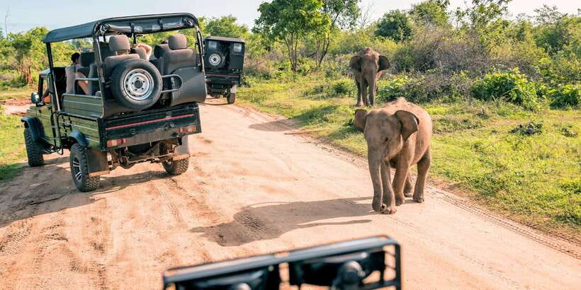 Sri Lanka: 2-Day wildlife tour; rainforest and National park - Udawalawe safari: the trip’s wildlife centerpiece