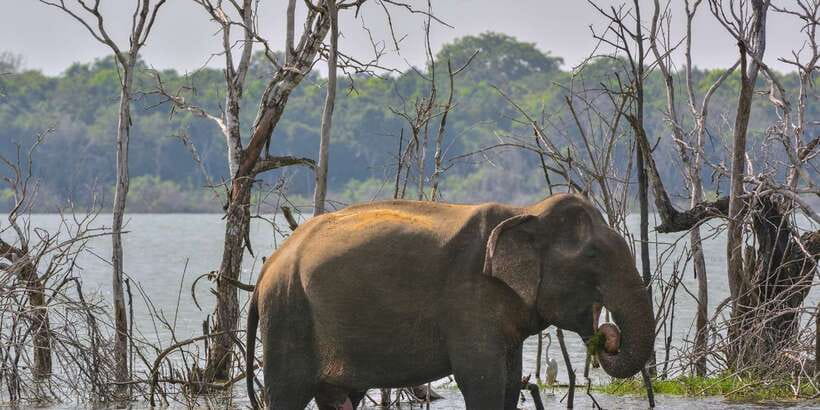 Sri Lanka: 2-Day wildlife tour; rainforest and National park - Nuwara Eliya, Gregory Lake, and the Ceylon tea trail