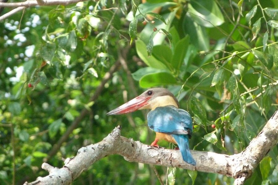 Sri Lanka: 2-Day wildlife tour; rainforest and National park - The driver can make or break the experience