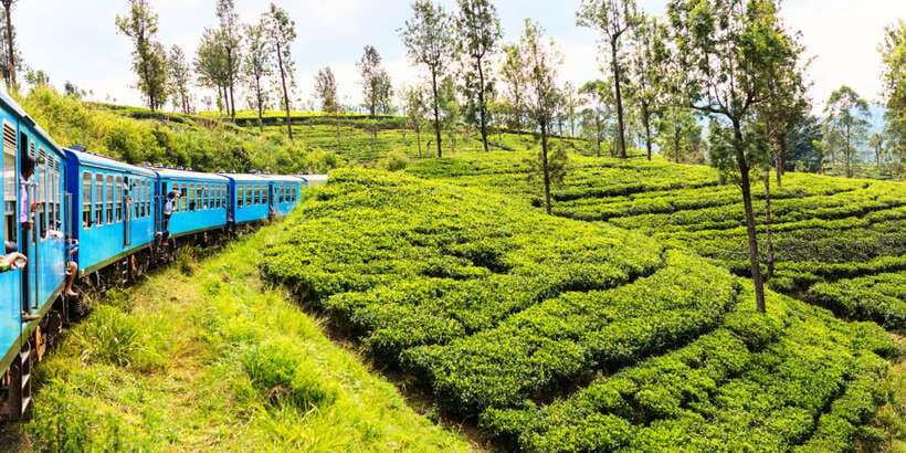 Sri Lanka: 2-Day wildlife tour; rainforest and National park - Sinharaja: look down as well as up