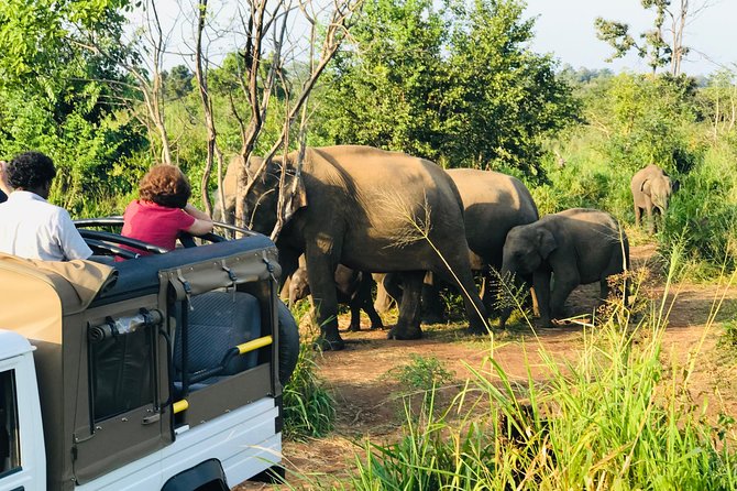 Sri Lanka Wild Life Uniqe Safari 26 - The drivers can shape the day