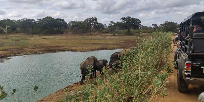 Sri Lanka: Yala National Park Private Safari - Key points to know before you go