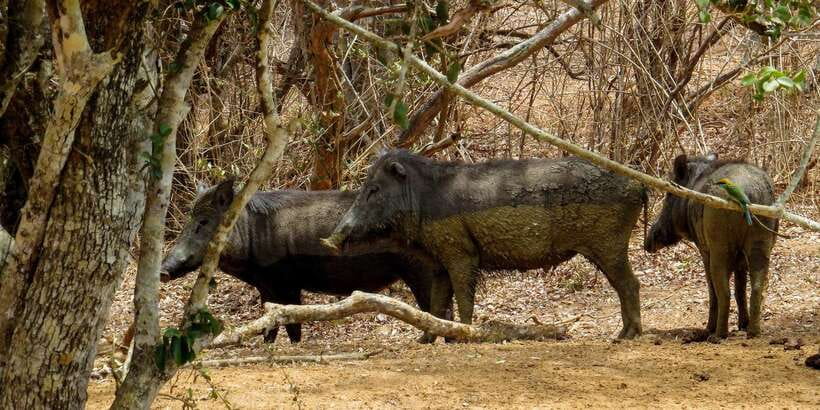 Sri Lanka: Yala National Park Private Safari - The driver makes or breaks the outing