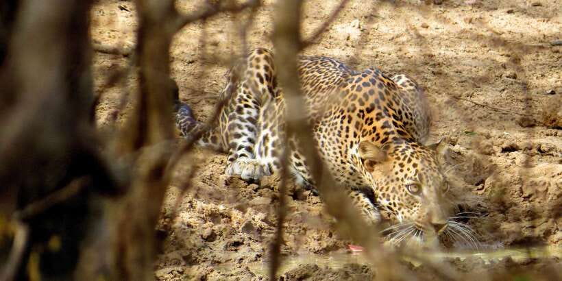 Sri Lanka: Yala National Park Private Safari - The open Jeep changes how you see the park