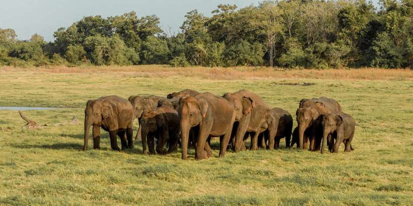 Sri Lanka: Yala National Park Private Safari - Searching for Yala’s leopards