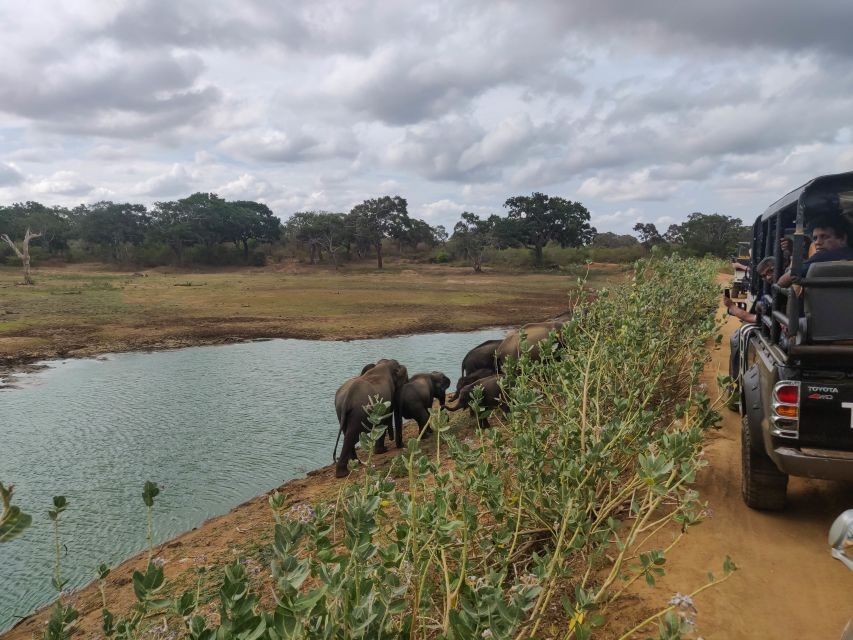 Sri Lanka: Yala National Park Private Safari - Elephants, buffalo, deer, and smaller animals