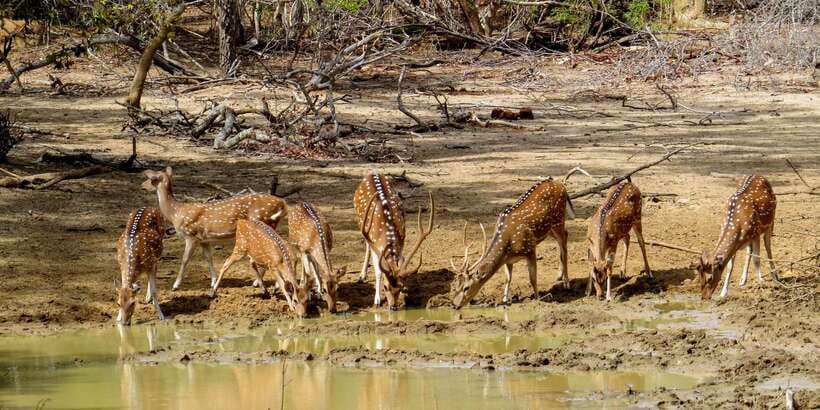 Sri Lanka: Yala National Park Private Safari - Lagoons, trees, and golden sand dunes
