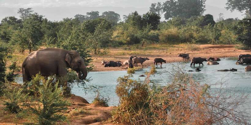 Sri Lanka: Yala National Park Private Safari - What the $43 price really covers